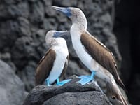 Ecuadors unikke natur