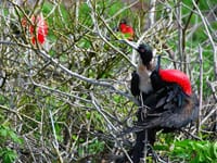 Ecuadors unikke natur