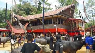 En begravelse på Sulawesi