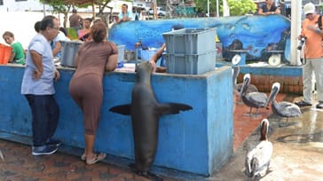 Fantastisk afslutning på Galapagos