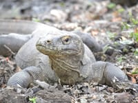 Høje bølger og Komodo-varaner