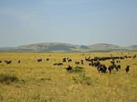Kenya & Tanzania – Del 1 Kenya & Tanzania – Del 1
