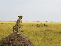 Kenya & Tanzania – Del 1 Kenya & Tanzania – Del 1