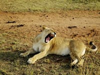 Kenya & Tanzania – Del 1 Kenya & Tanzania – Del 1