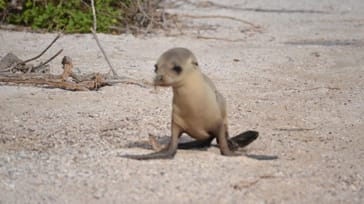 Søløver, pingviner og masser af