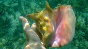 Tobacco Caye er i den grad