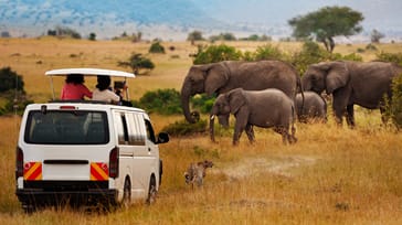 Safari i Masai Mara