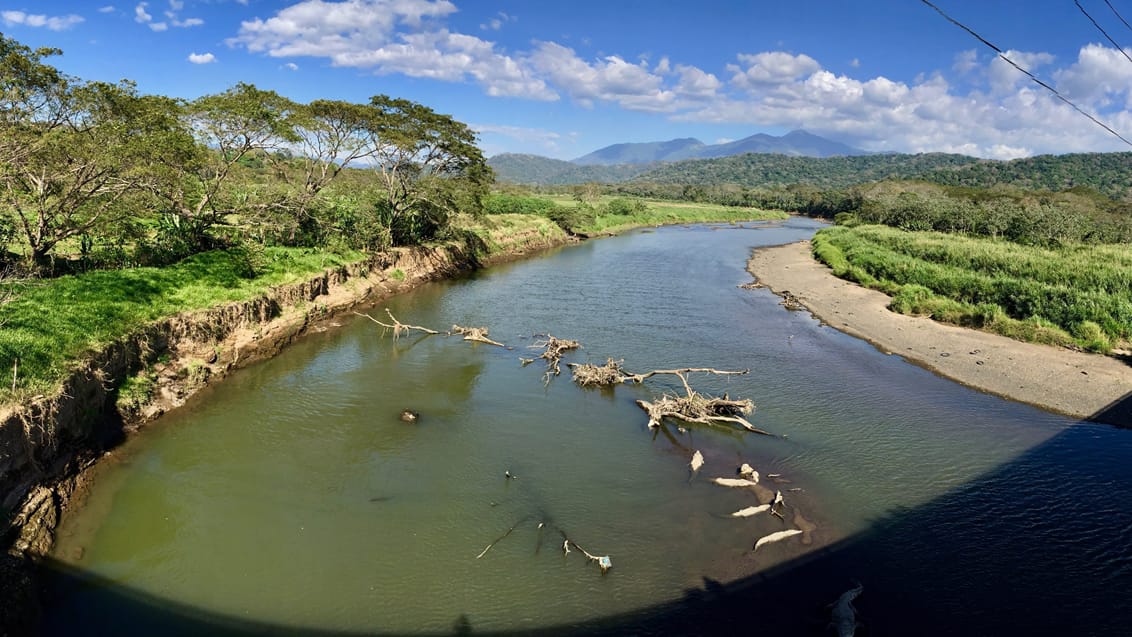 Spot krokodiller på Tarcoles-floden i Costa Rica