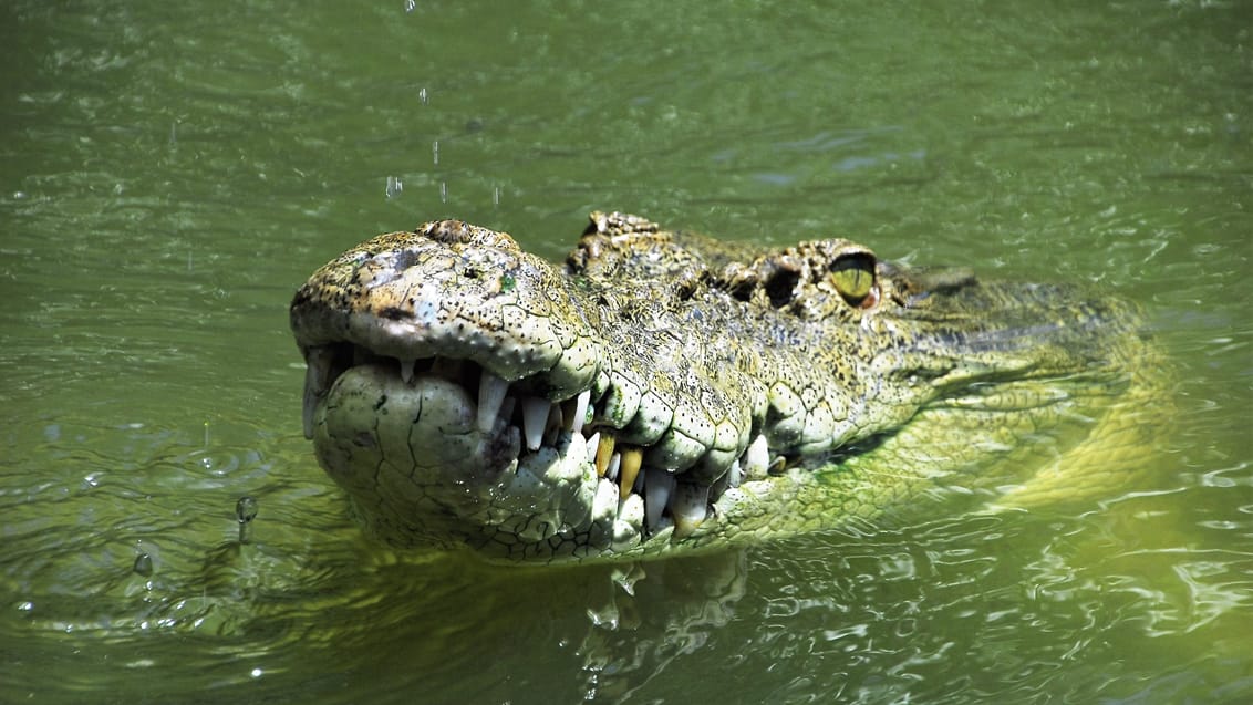 Spot krokodiller på Tarcoles-floden i Costa Rica