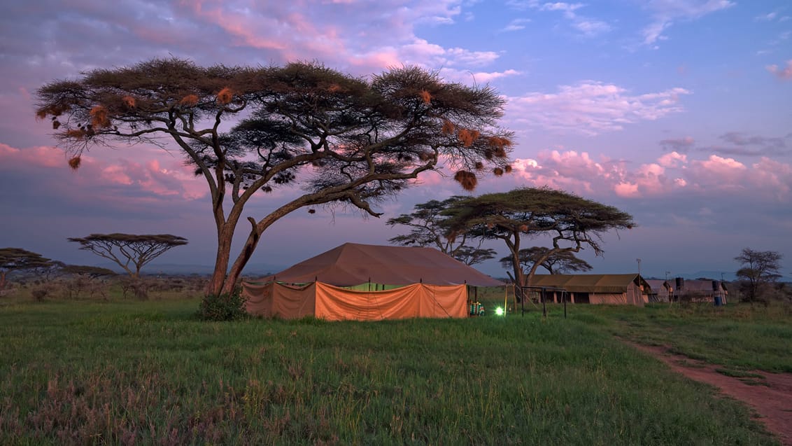 Tented-Camp safari på Serenget-isletten