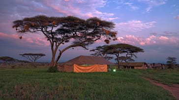 Tented-Camp safari på Serenget-isletten