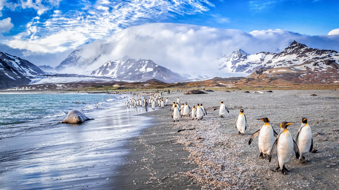 Antarktis, Falklandsøerne & South Georgia