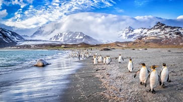 Antarktis, Falklandsøerne & South Georgia