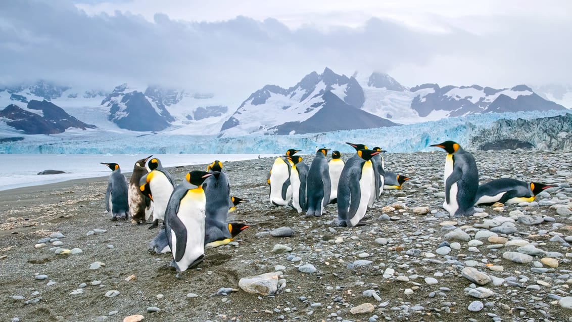 Tag med Jysk Rejsebureau på eventyr til Antarktis, Falklandsøerne og South Georgia