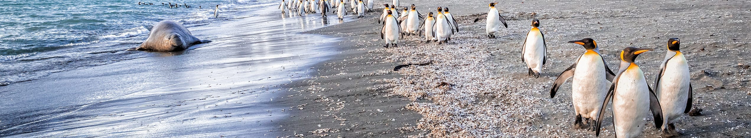 Antarktis, Falklandsøerne & South Georgia