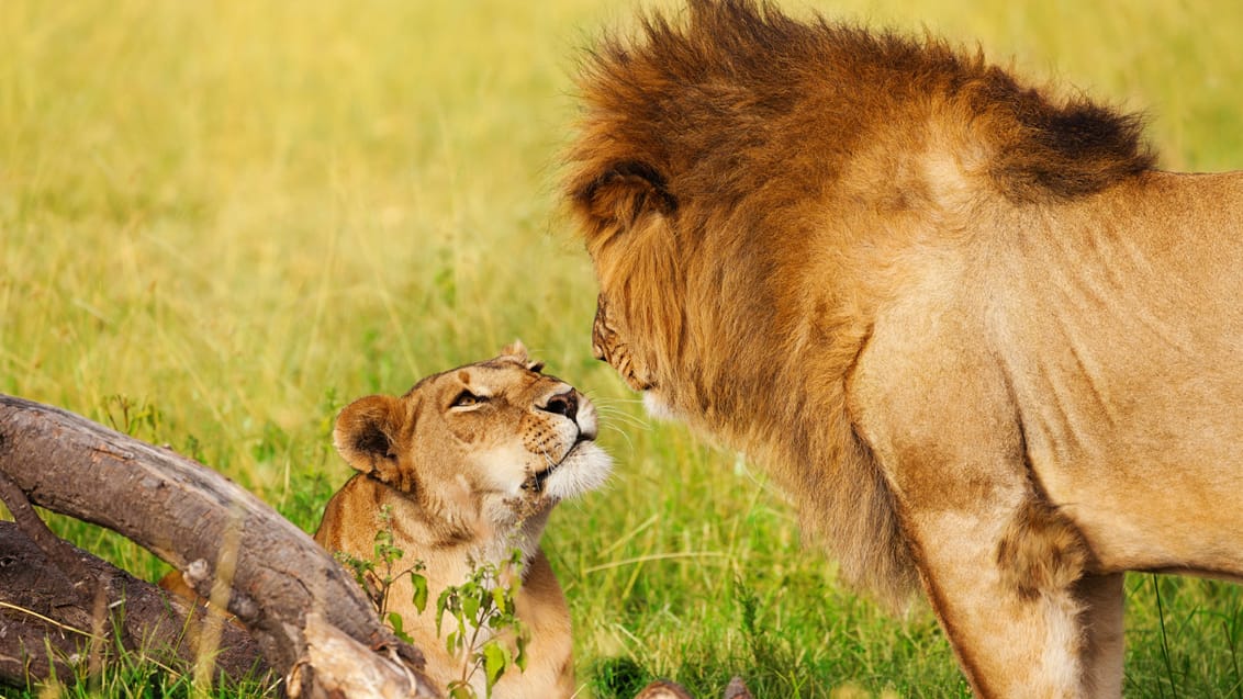 Løver i Masai Mara