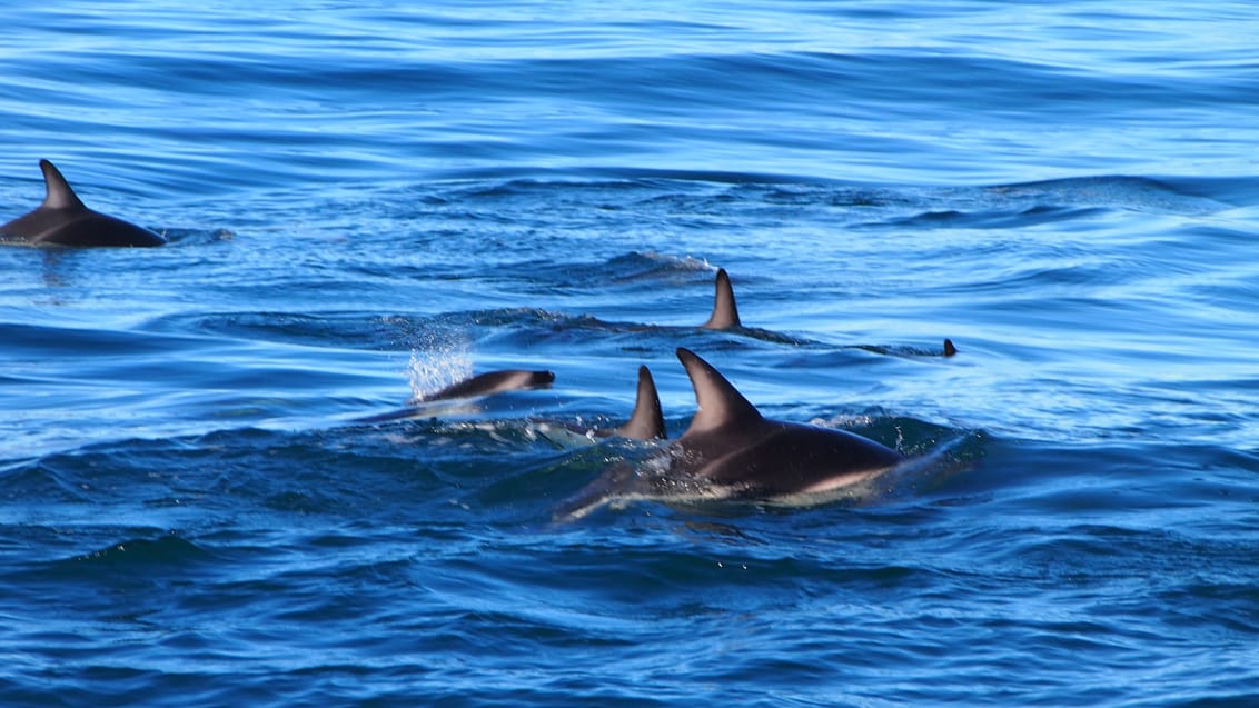 Delfiner, NZ