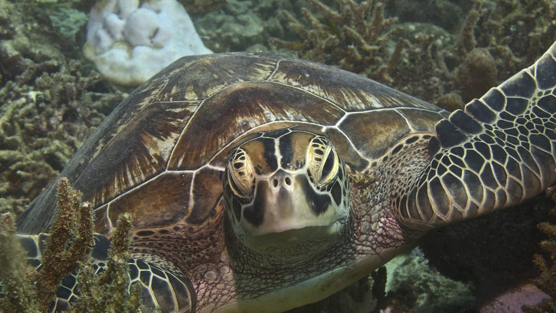 Skildpadde, Seychellerne