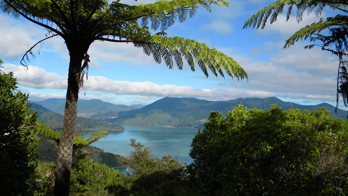 Queen Charlotte track
