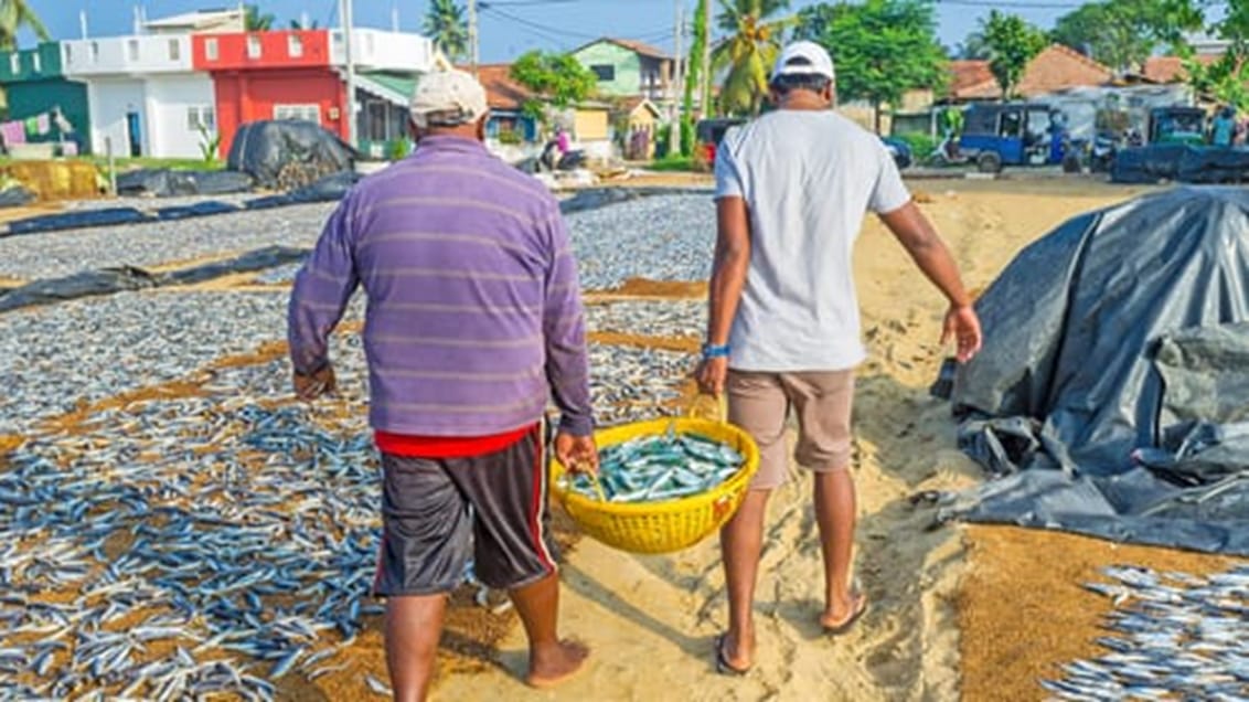 Fiskemarkedet i Sri Lanka