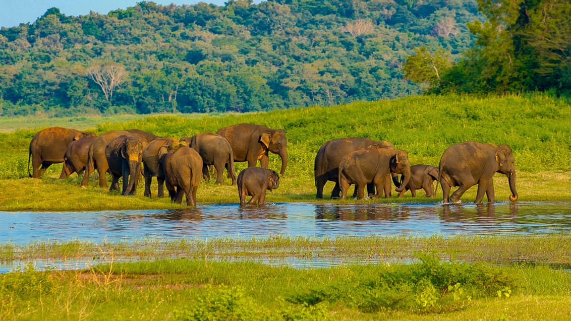 Elefanter i Udawalawa Nationalpark