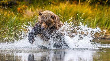 I det vestlige Canada kan du opleve masser af vilde dyr i naturen, bl.a. grizzly- og brunbjørne