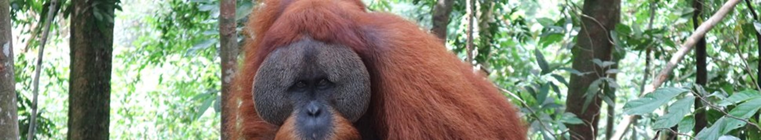 Sumatra, Borneo