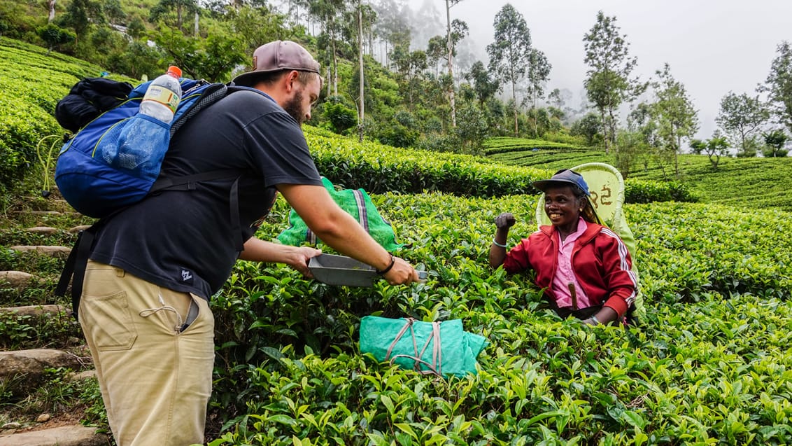 Ella, teplantage, Sri Lanka