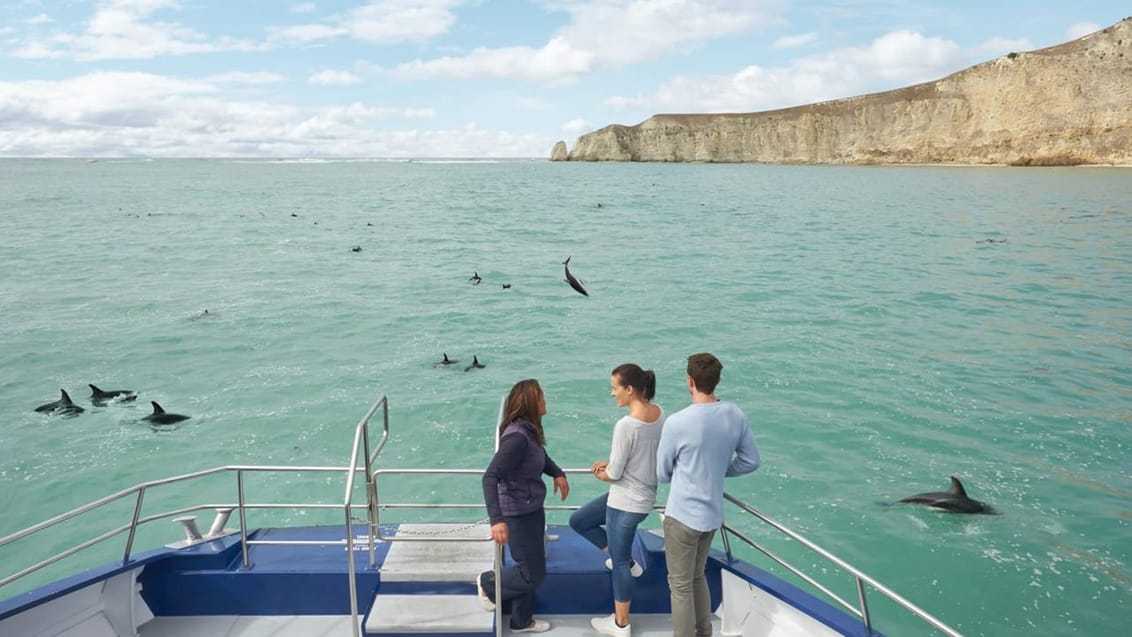 Kaikoura, delfiner, New Zealand