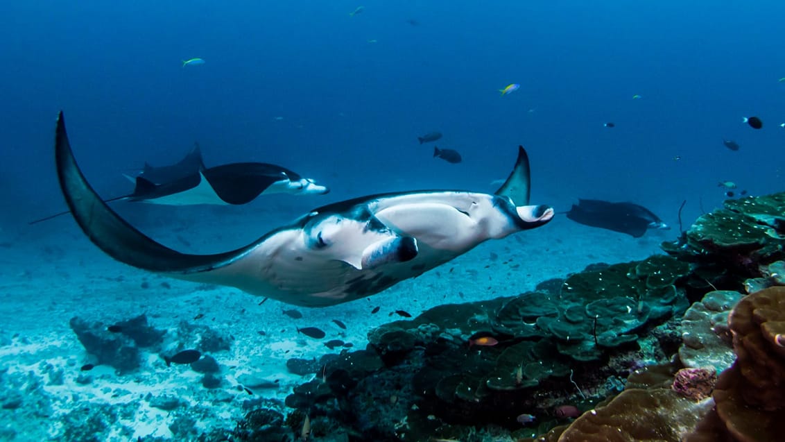 Manta Ray, Maldiverne