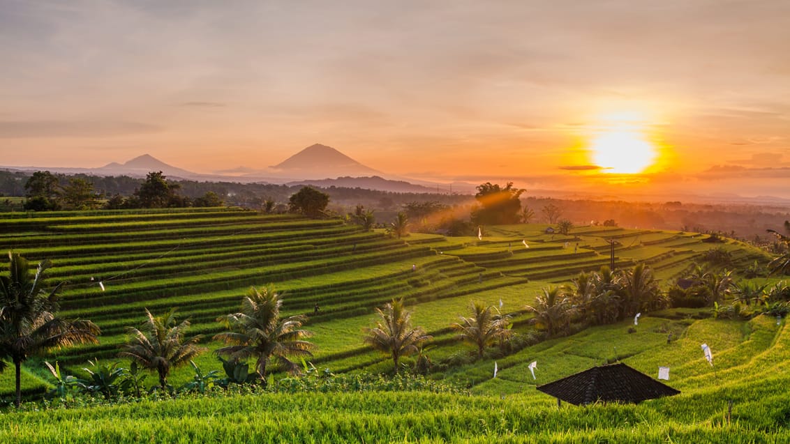 Nyd Balis natur og rismarker