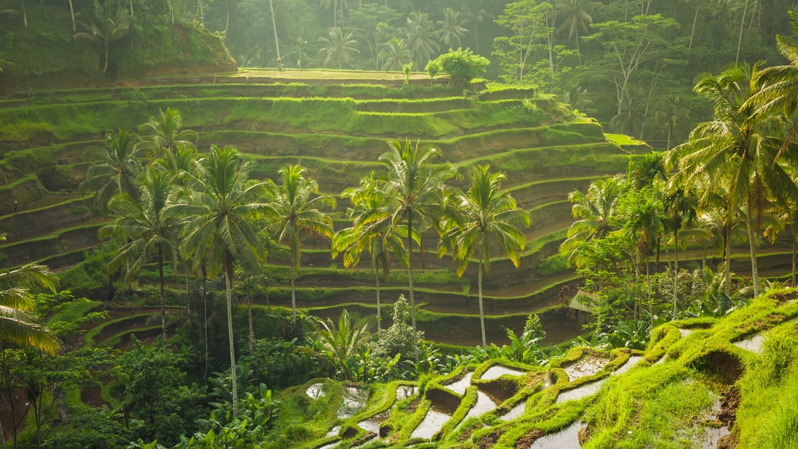 Rismarker på Bali