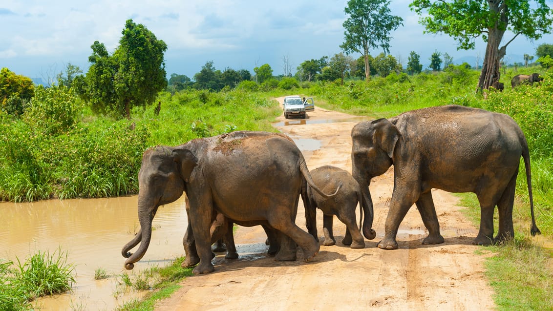 Safari i Uduwalawe, Sri Lanka