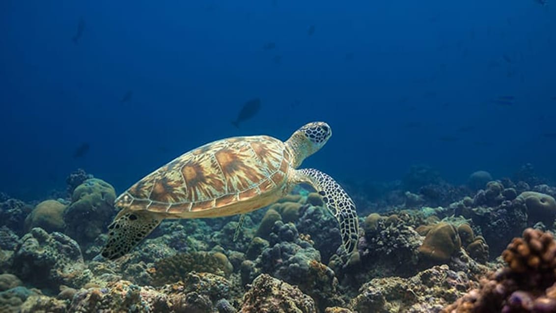 Skildpadde, Maldiverne