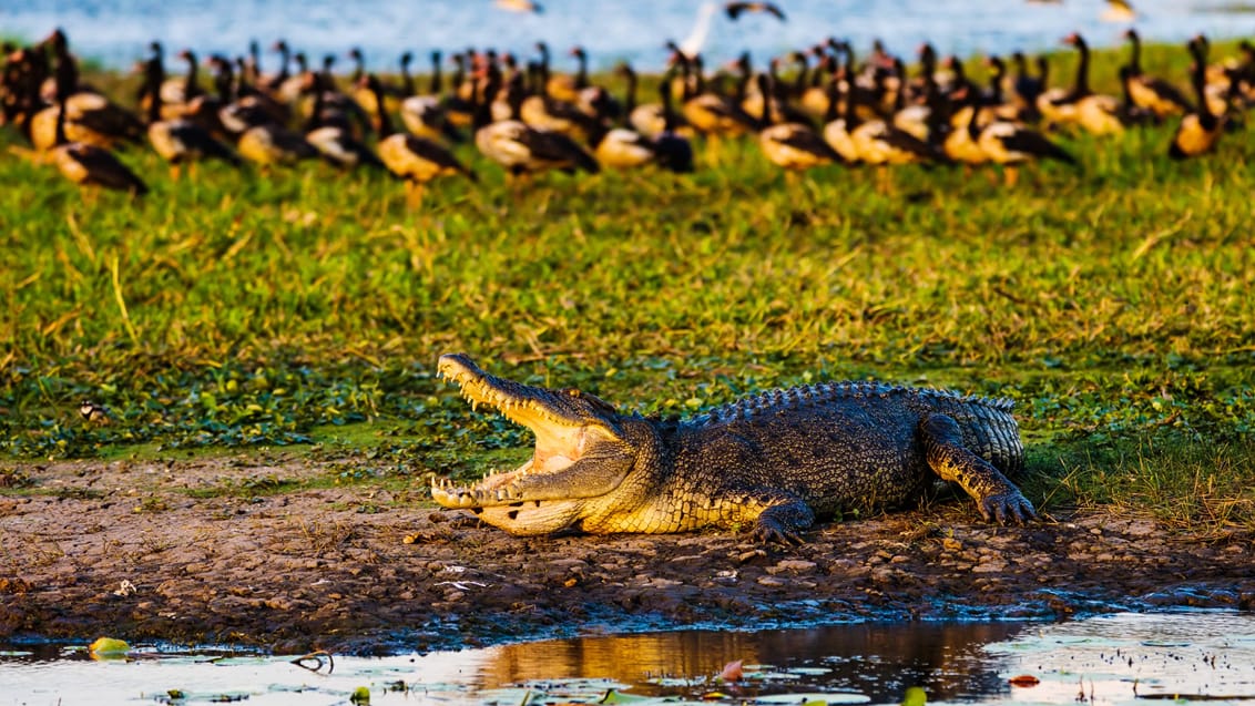 Saltvandskrokodille i Kakadu Nationalpark