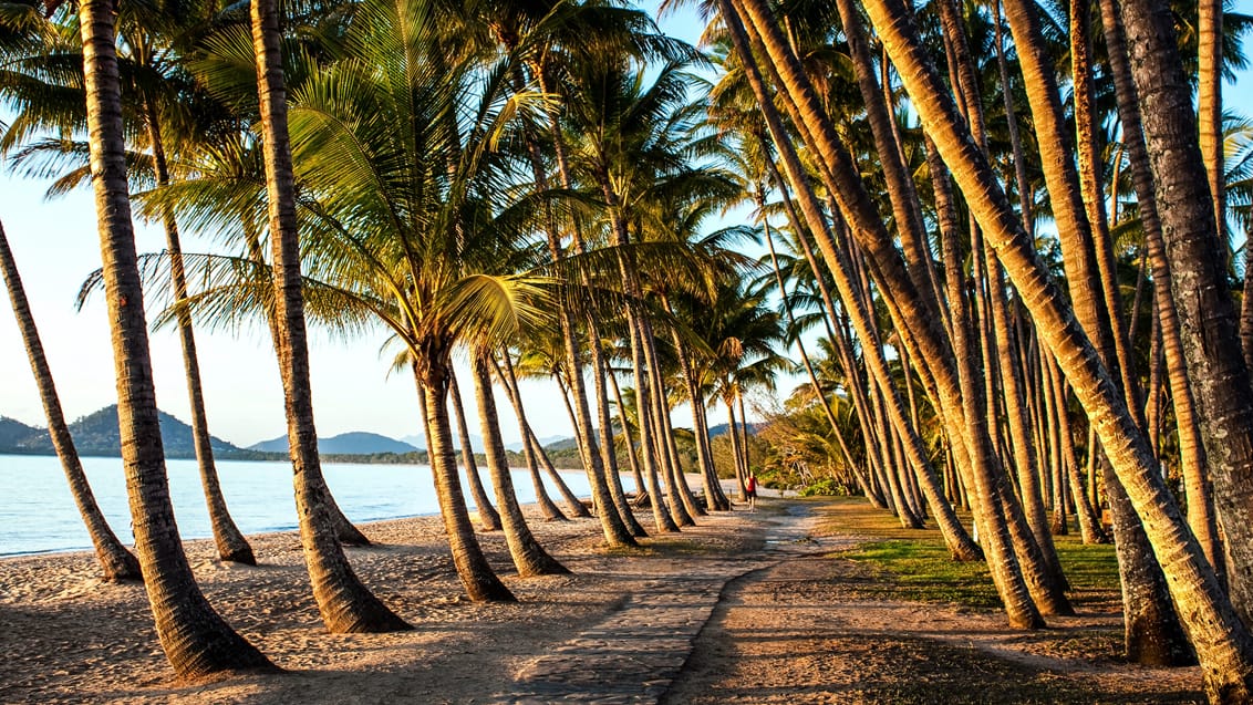 Gå en tur under palmerne, langs stranden, i det tropiske Queensland