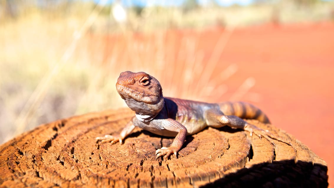 Karijini Nationalpark