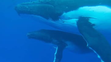 Moorea, Aagard Persson