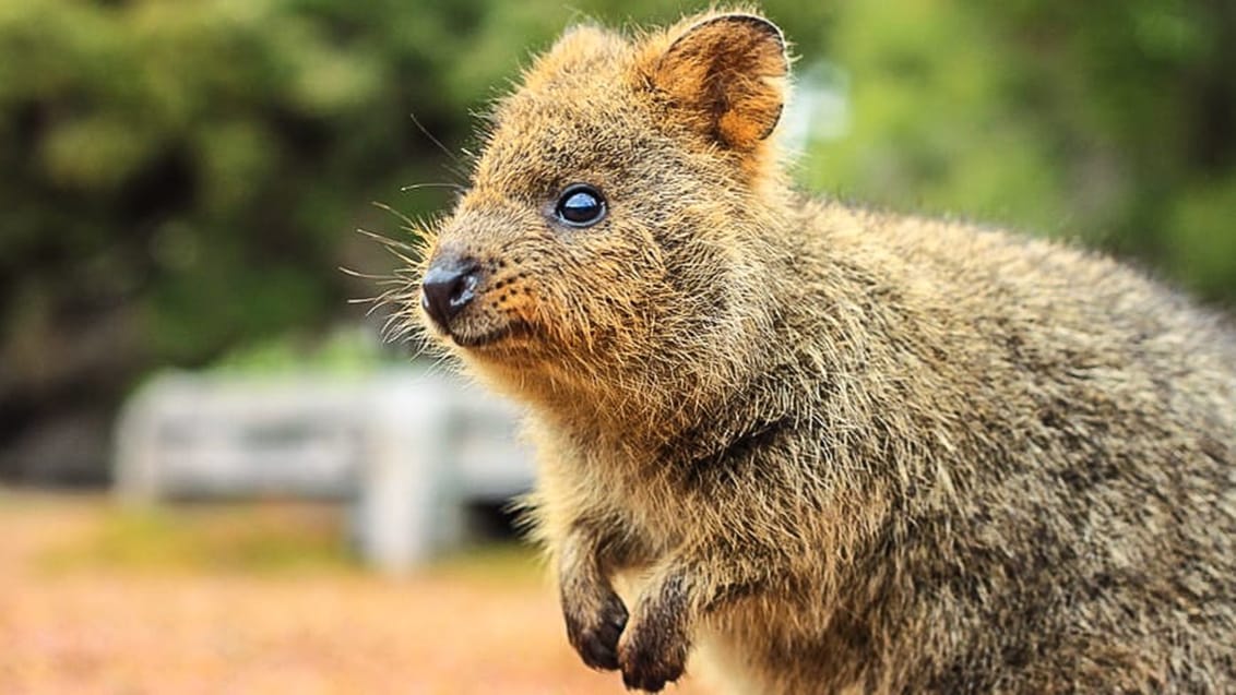 Quokka på Rottnest Island ved Perth