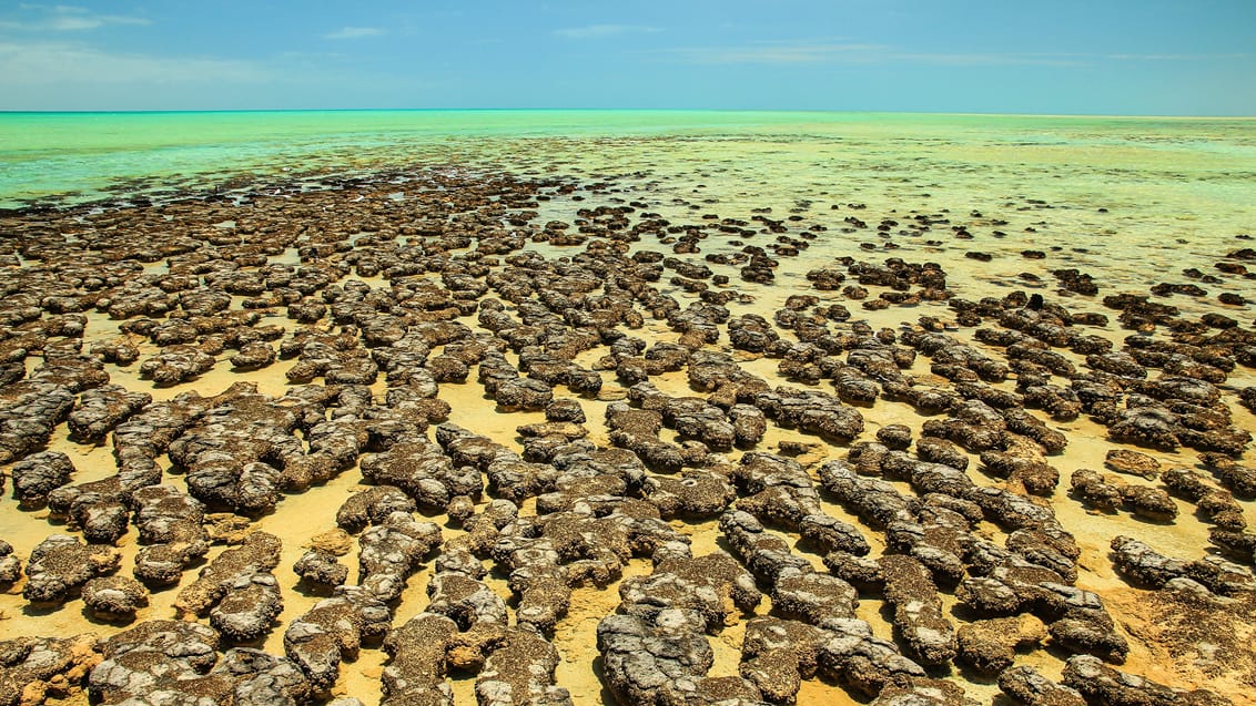 Stromatolitter ved Shark Bay