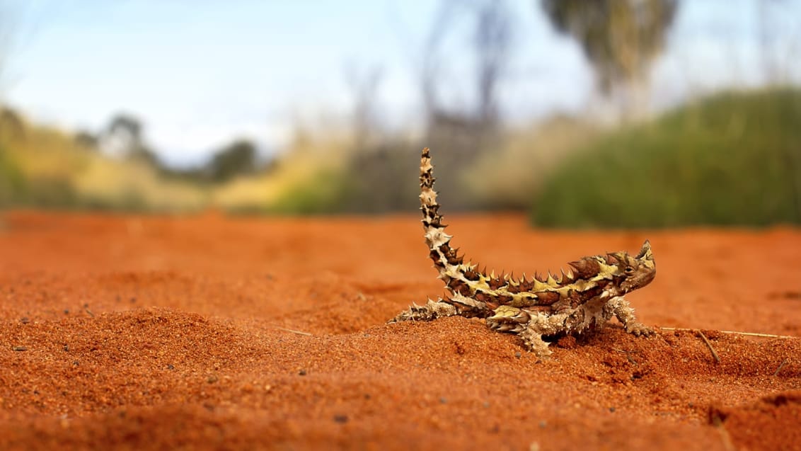 En Thorny Devil i den australske outback