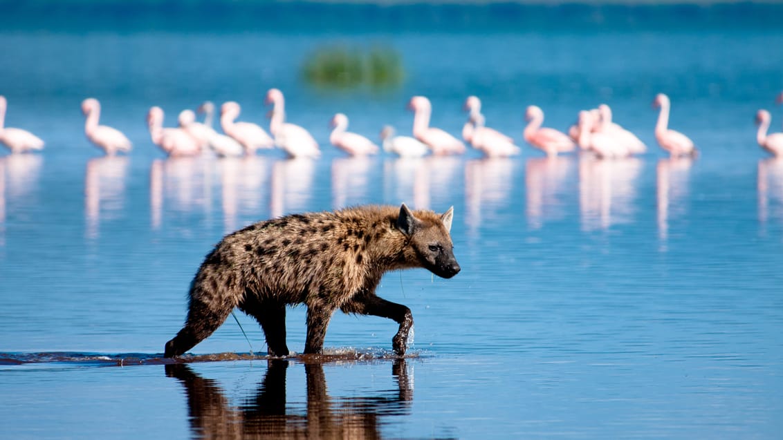 Oplev Lake Nakuru Nationalpark