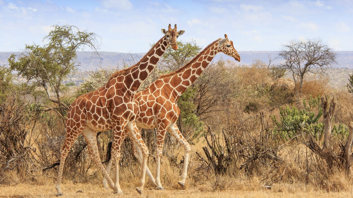 Safari i Masai Mara Nationalpark i Kenya