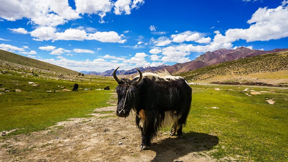 Yak okse, Markha Valley Trek, Indien