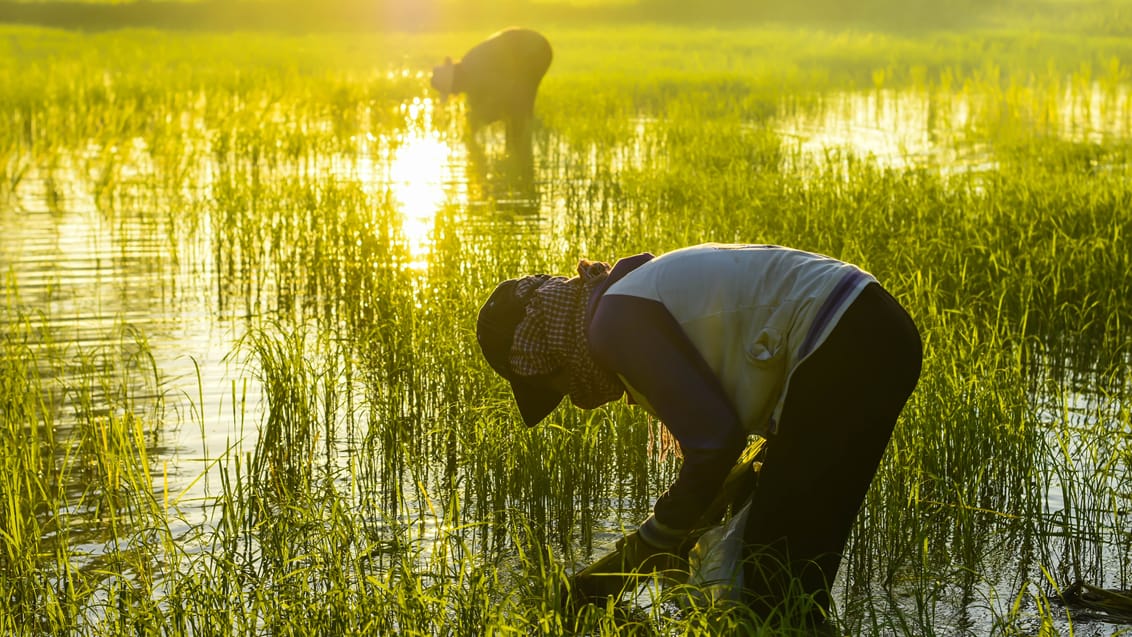 Hjælp farmerne i Ubud