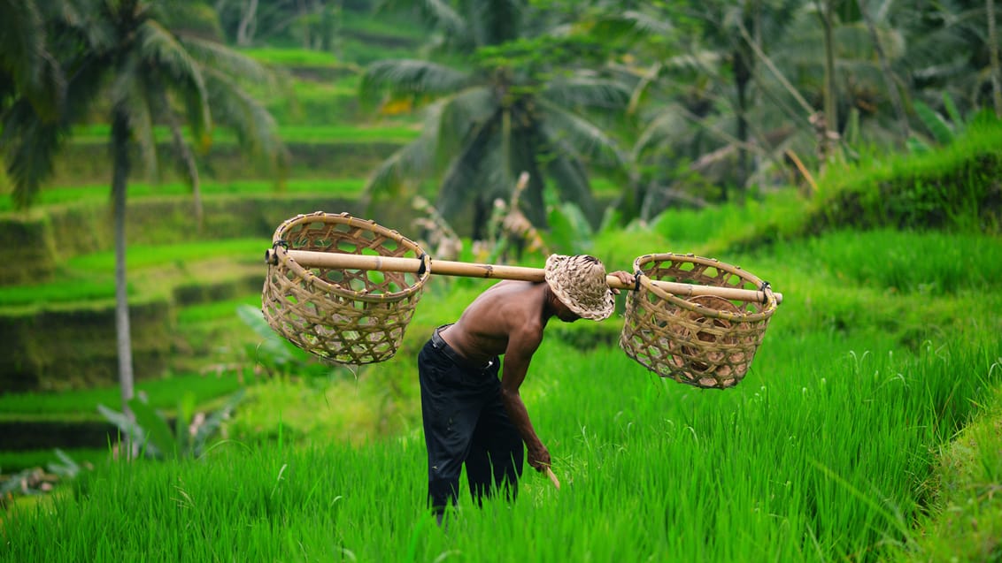 Hjælp farmerne i Ubud