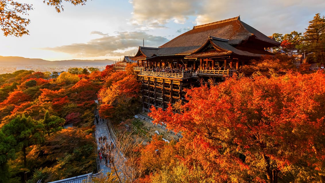 Tag med Jysk Rejsebureau på eventyr til fantastiske Japan