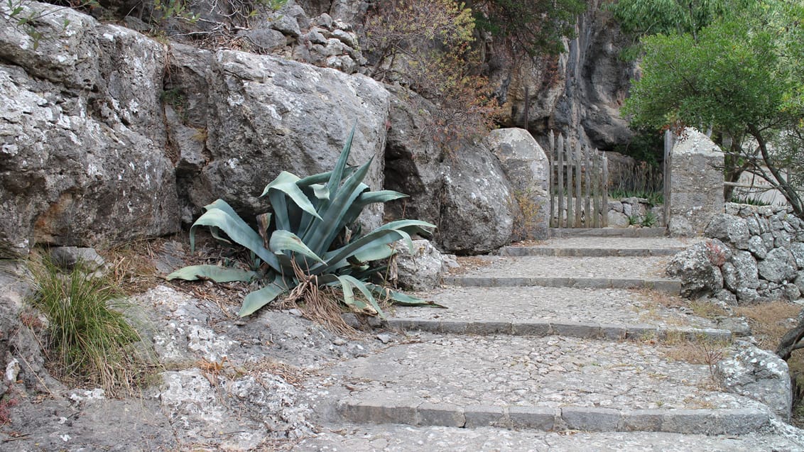Kaktus på stien til Lluc klosteret, Mallorca