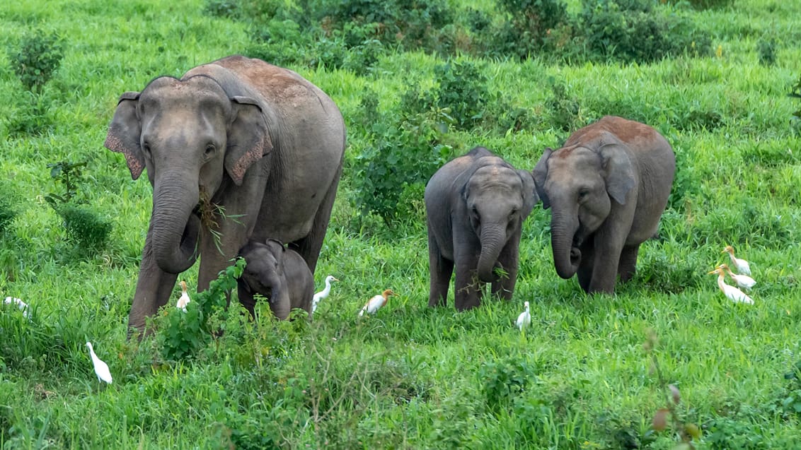 Vilde elefanter i Kuiburi nationalpark