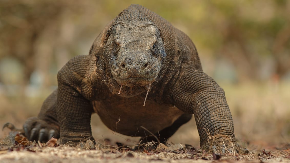 Oplev en Komodo Varan på Rinca Island